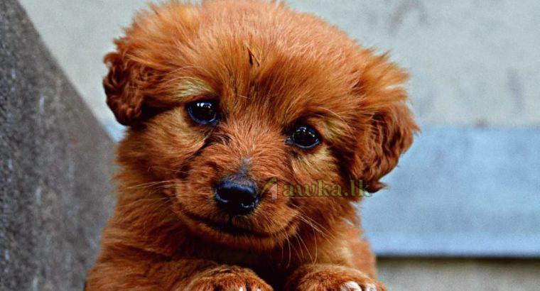 Retriever Puppies Available for Sale – Kadawatha