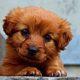 Retriever Puppies Available for Sale – Kadawatha