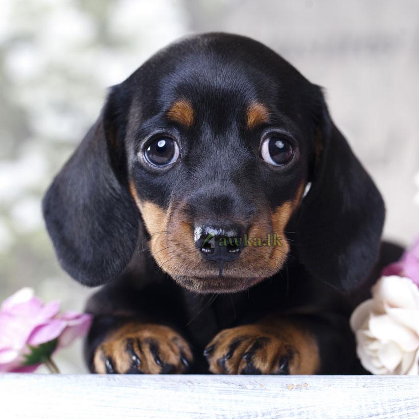 Pure Bred Dachshund Pups for Sale – AWKA ADS