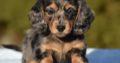 Pure Bred Dachshund Pups for Sale