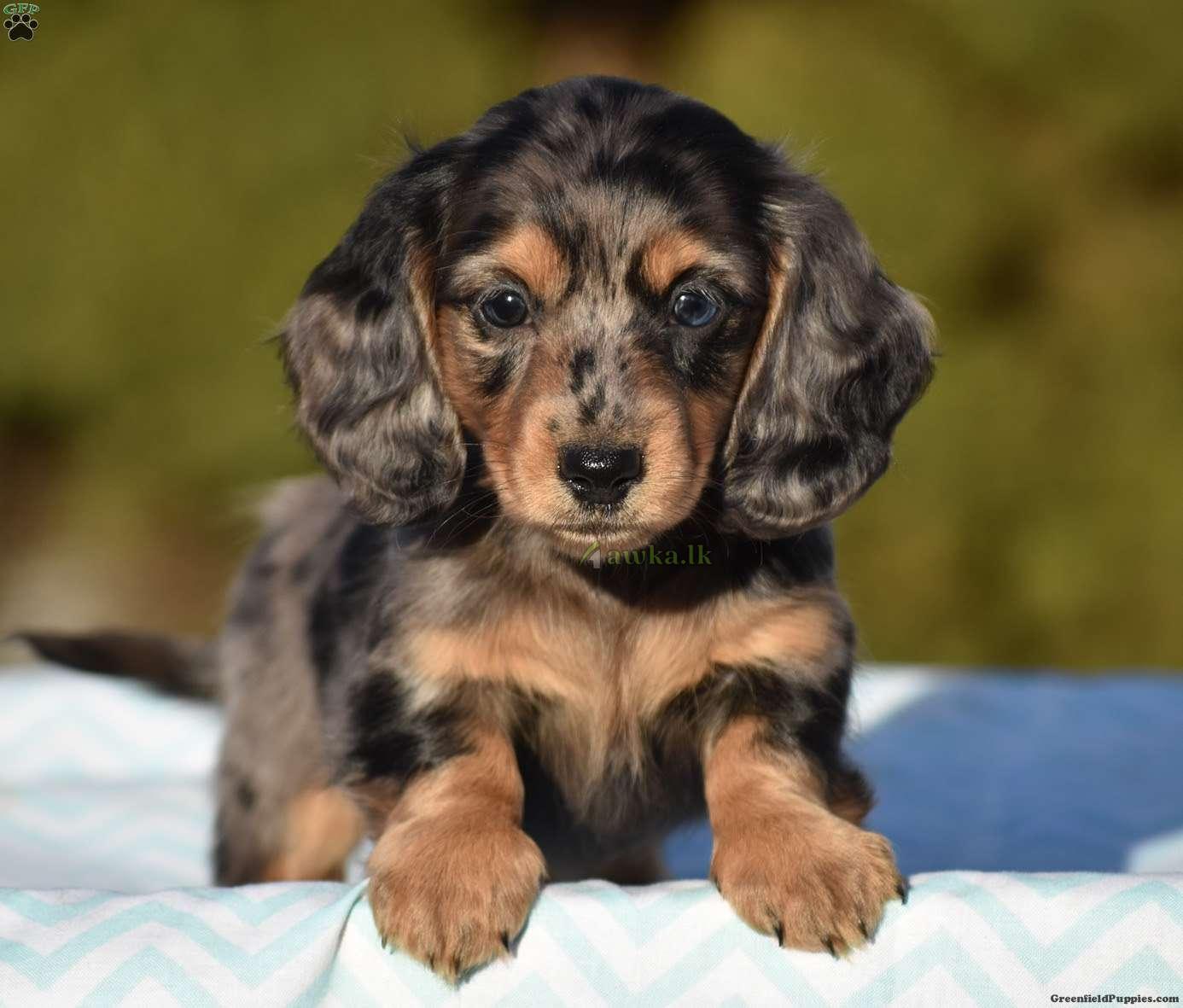 57+ Dachshund Puppies For Sale In Mn Image Bleumoonproductions