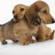 Dachshund Puppies Available for Sale