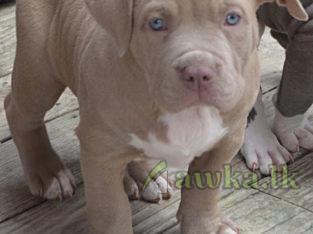 American Pit bull champagne colur dogs – Hanwell