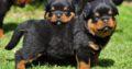 Rottweiler puppies for Sale – Gampaha