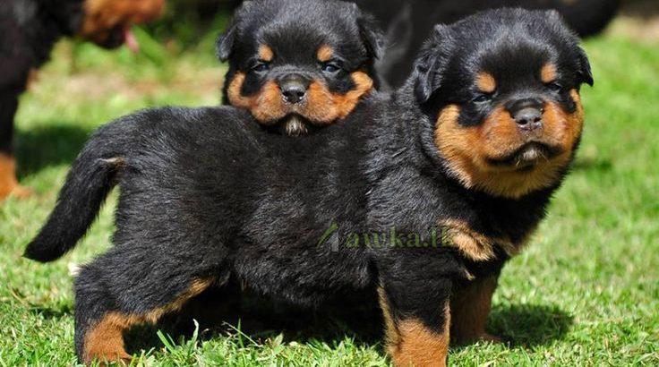 Rottweiler puppies for Sale – Gampaha