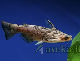 Wood Catfish for sale