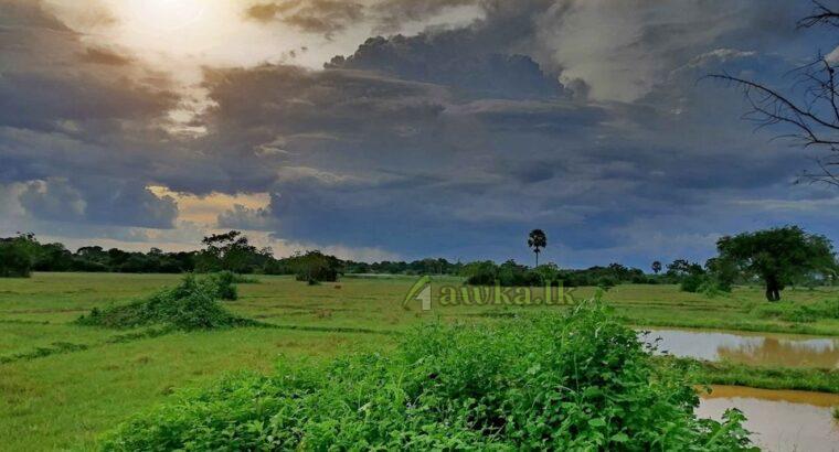 Land for sale – Anuradhapura